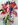 Elke Daniels, Blumen expressiv, 80 x 60 cm
